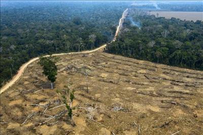 COP27: Hơn 25 nước tham gia nhóm đối tác mới nhằm duy trì cam kết bảo vệ rừng