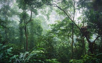 Cục Lâm nghiệp: Sắp đàm phán, ký thêm thoả thuận bán tín chỉ carbon rừng