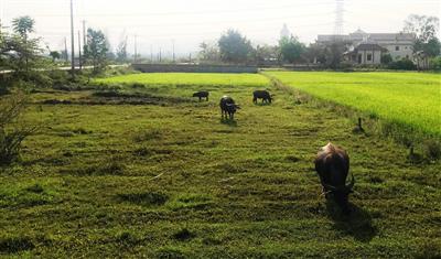 Đà Nẵng: Cảnh báo vi phạm pháp luật 'dịch vụ' chuyển đất nông nghiệp sang đất ở