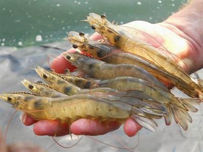 Đánh giá ảnh hưởng của Bacillus subtilis chất lượng môi trường nước và tăng trưởng của tôm thẻ chân trắng