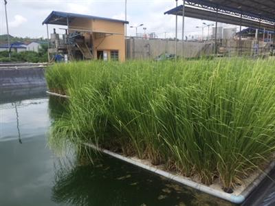 Đánh giá khả năng xử lý nước kênh Văn Thánh bằng mô hình trồng cỏ Vetiver tuần hoàn nước kết hợp sỏi - cát