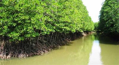 Đánh giá lượng carbon tích lũy trong sinh khối cây rừng ngập mặn phục hòi sau bão Durian (2006) tại Cần Giờ, thành phố Hồ Chí Minh