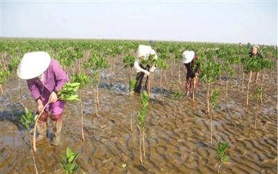 Đẩy mạnh trồng rừng phòng hộ ven biển