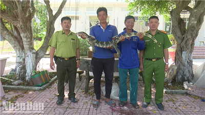 Đồng Tháp: Người dân giao nộp kỳ đà hoa gần 8kg