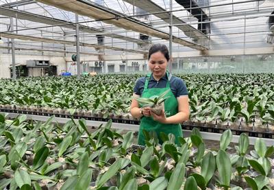 Dùng công nghệ 4.0 "ép" hoa lan Hồ điệp nở đúng dịp Tết thu tiền tỷ