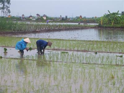 Giải pháp sử dụng đất nông nghiệp thích ứng với biến đổi khí hậu tại tỉnh Nam Định