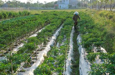 Giảm thiểu chất thải nhựa trong sản xuất nông nghiệp