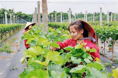 Gỡ khó cho kinh tế trang trại về đất đai
