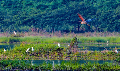 Hà Nam: Giữ môi trường cho đàn chim trú ngụ