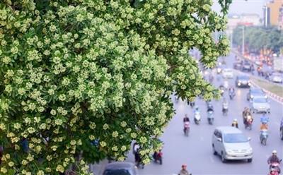 Hà Nội: Kiến nghị di dời 80 cây hoa sữa vì mùi hương quá nồng