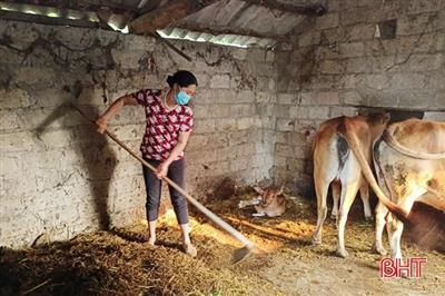 Hà Tĩnh: Làm sạch môi trường do ảnh hưởng chăn nuôi gia súc ở Lộc Hà
