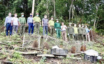 Hà Tĩnh: Thả 39 động vật hoang dã quý hiếm về môi trường tự nhiên