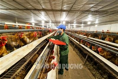 Hải Dương: Lập kế hoạch di dời các cơ sở chăn nuôi trong khu dân cư ra khu chăn nuôi tập trung