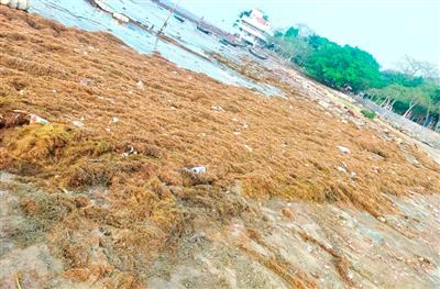 Hải Phòng: Hàng trăm tấn rong biển 'tấn công' bãi tắm Đồ Sơn