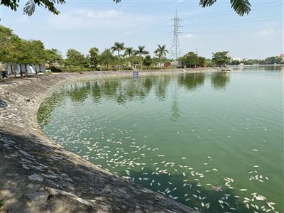 Hải Phòng: Nguyên nhân cá chết hàng loạt nổi trắng mặt hồ điều hòa