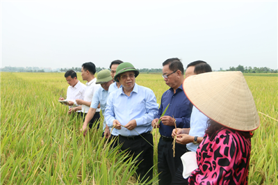 Hải Phòng và Thái Bình được mùa vụ lúa Xuân 2025