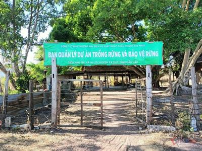 Hé lộ nguyên nhân Hoàng Gia Phát để 'mất' gần 400ha đất rừng