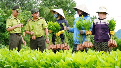 Hiệu quả nhân văn từ trồng rừng kinh tế