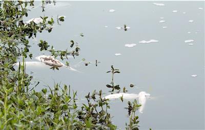 Hồ điều hòa Văn Miếu ở Bắc Ninh đang đổi mầu