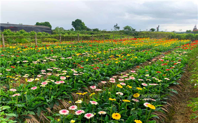 Hoa đồng tiền giúp nông dân nâng cao thu nhập