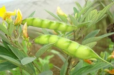 Kết quả điều tra đa dạng sinh học nhằm bảo tồn nguồn gen các giống cây họ Đậu có nguồn gốc bản địa vùng Tây Bắc