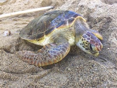 Khoanh vùng cho rùa đẻ trứng trên vịnh Nha Trang