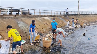 Kiên Giang: 4 năm thực hiện “Ngày vì môi trường Phú Quốc”, thu gom 816 tấn rác