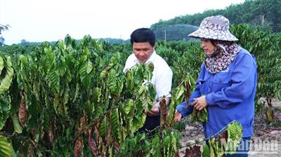 Kon Tum: Cà-phê bị ảnh hưởng tiêu cực do nắng hạn và biến đổi khí hậu