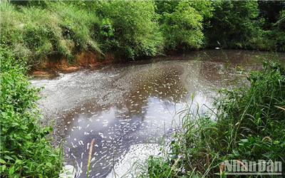 Kon Tum: Trại lợn không phép gây ô nhiễm môi trường nghiêm trọng