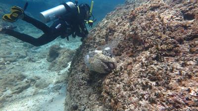 Lặn biển gom rác, làm sạch rạn san hô đảo Lý Sơn