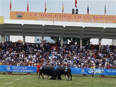 Lễ hội chọi trâu truyền thống Đồ Sơn 2022: Viết tiếp nét đẹp văn hoá truyền thống của người dân ven biển phía Bắc