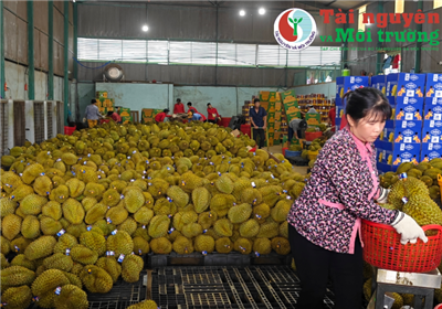 Lễ hội Sầu riêng Krông Pắc (Đắk Lắk) lần thứ II năm 2024: Khẳng định vị thế thương hiệu trái cây Tây Nguyên