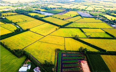 Long An: Làm rõ thẩm quyền chuyển mục đích sử dụng đất trồng lúa để thực hiện dự án