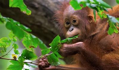 Malaysia bị chỉ trích dữ dội vì kế hoạch ‘ngoại giao đười ươi’