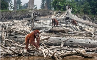 Mất đa dạng sinh học là nguyên nhân lớn nhất gây nhiều lo ngại về bệnh truyền nhiễm