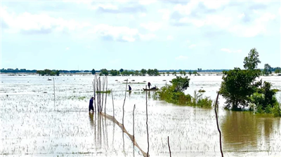 Miền Tây ngóng lũ