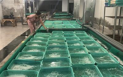 Mô hình liên kết chuỗi giá trị tôm hùm tại Đắk Lắk: Lời giải cho bài toán phát triển bền vững