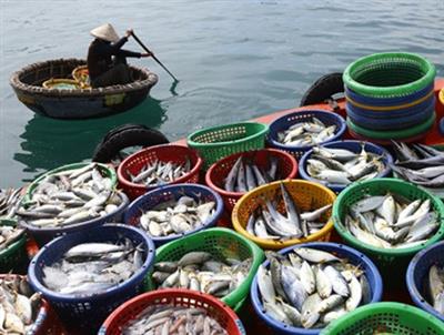 Nan giải bài toán phát triển kinh tế với bảo tồn biển
