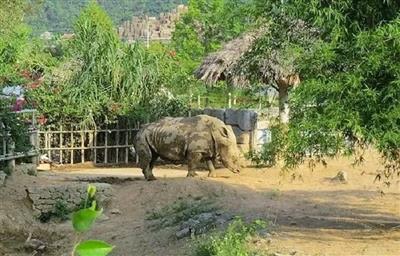 Nghệ An: 6 tê giác trong khu sinh thái Mường Thanh chết bất thường
