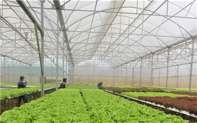 Nghịch lý quỹ đất sản xuất nông nghiệp