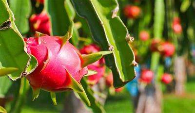 Nghiên cứu ảnh hưởng của các phương pháp xử lý sơ bộ đến hiệu quả xử lý chất thải vỏ thanh long bằng ấu trùng