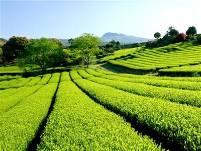 Nghiên cứu đánh giá hiệu quả kinh tế sử dụng đất sản xuất nông nghiệp huyện Trấn Yên, tỉnh Yên Bái