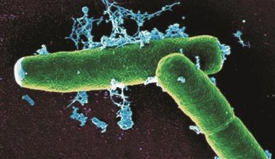 Nghiên cứu khảo sát một số kháng thể phát hiện vi khuẩn bệnh than Bacillus anthracis