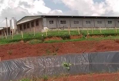 Người dân Ia Krai bức xúc vì trang trại chăn nuôi heo gây ô nhiễm