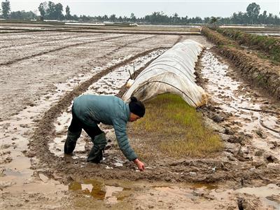 Nhiều cánh đồng lúa vụ Xuân bị chết khô