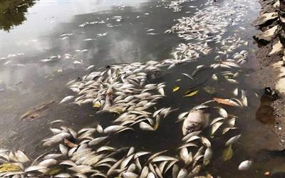 Ninh Bình chi 45 tỷ đồng cải tạo môi trường khu công nghiệp bị ô nhiễm