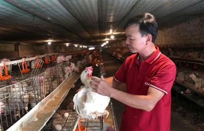 "Nông dân 4.0": Ứng dụng công nghệ chuồng lạnh trong chăn nuôi gà