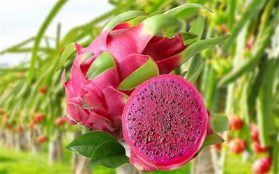 Nông dân Lập Thạch làm giàu nhờ Thanh long trái vụ