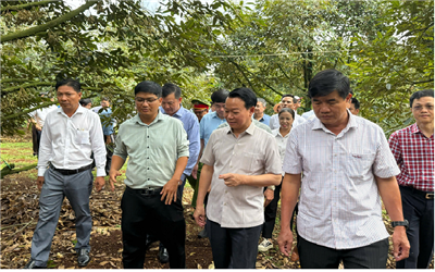 Nông dân trồng sầu riêng Đắk Lắk: Tự hào và trách nhiệm với thương hiệu quê hương