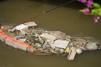 Nước sông ô nhiễm, gần 200 con thiên nga ở sông Tam Bạc chết dần, chết mòn